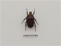 藏品(毛翅騷金龜)的圖片